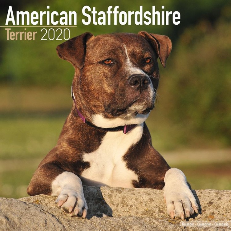 Calendario 2027 American Staffordshire Terrier