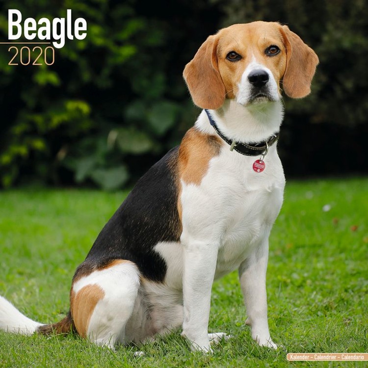 Kalender 2027 Beagle