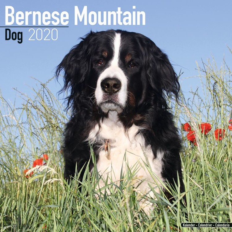 Kalender 2027 Bernese Mountain Dog