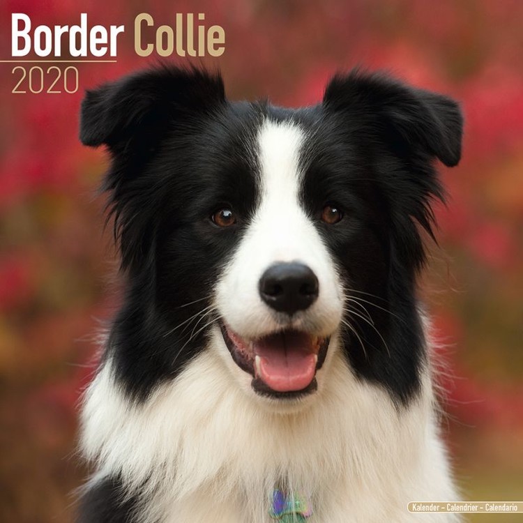 Calendar 2027 Border Collie