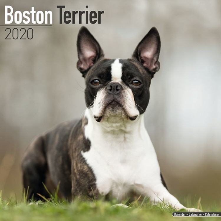 Naptár 2027 Boston Terrier