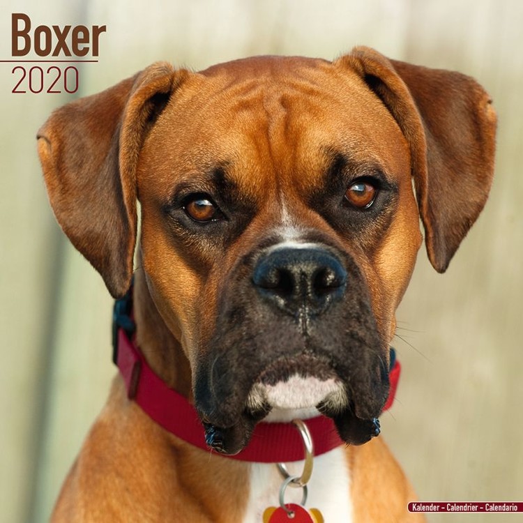 Kalender 2027 Boxer