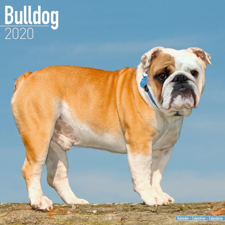 Kalendár 2027 Buldok