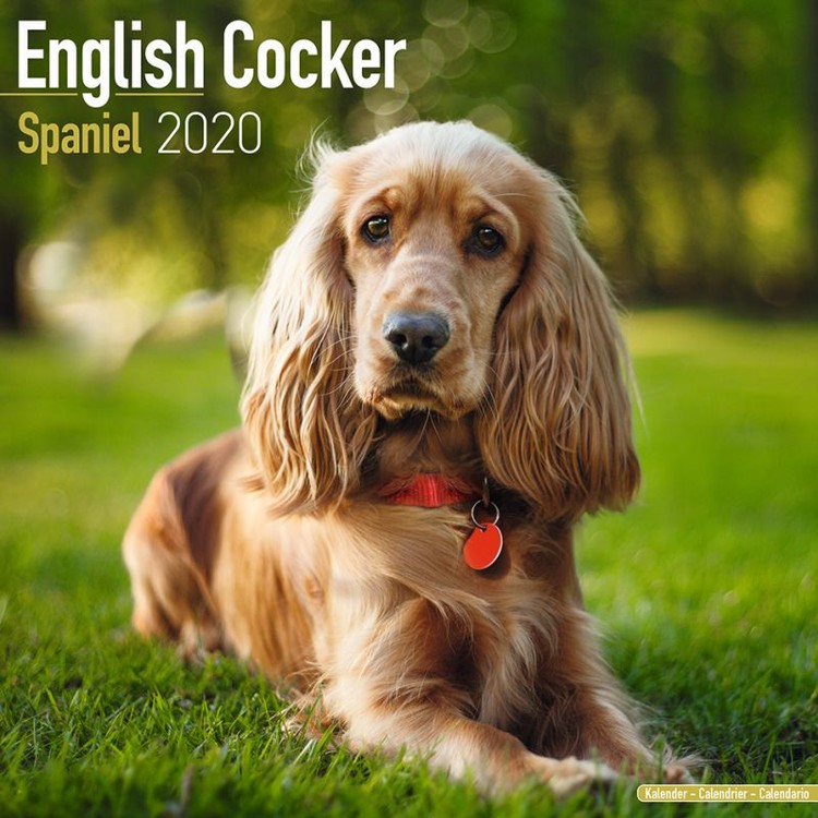 Kalender 2027 Cocker Spaniel