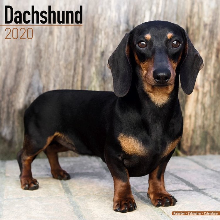 Naptár 2027 Dachshund