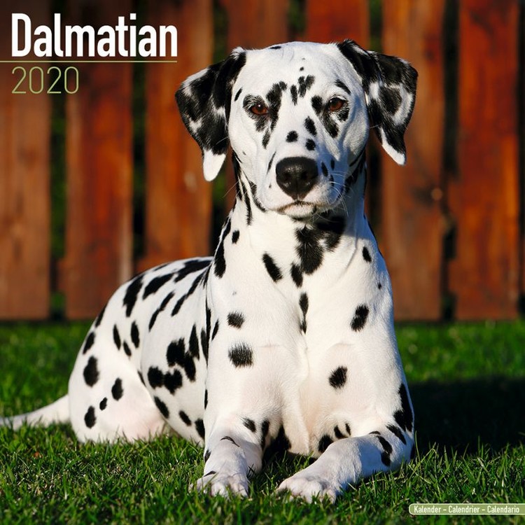 Naptár 2027 Dalmatian
