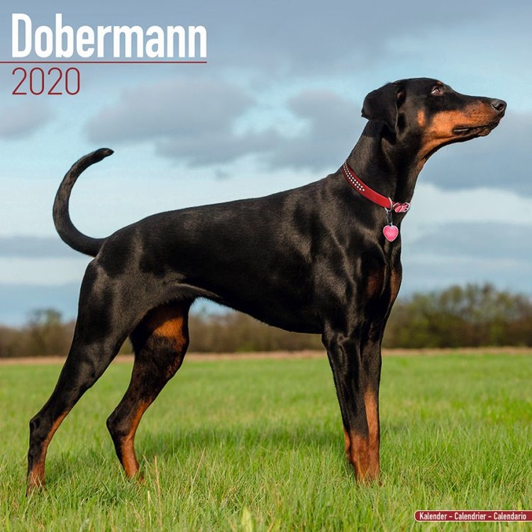 Calendar 2027 Dobermann