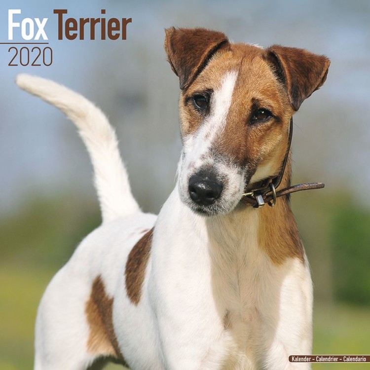 Naptár 2027 Fox Terrier