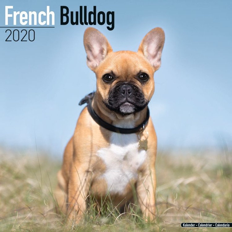 Calendario 2027 French Bulldog
