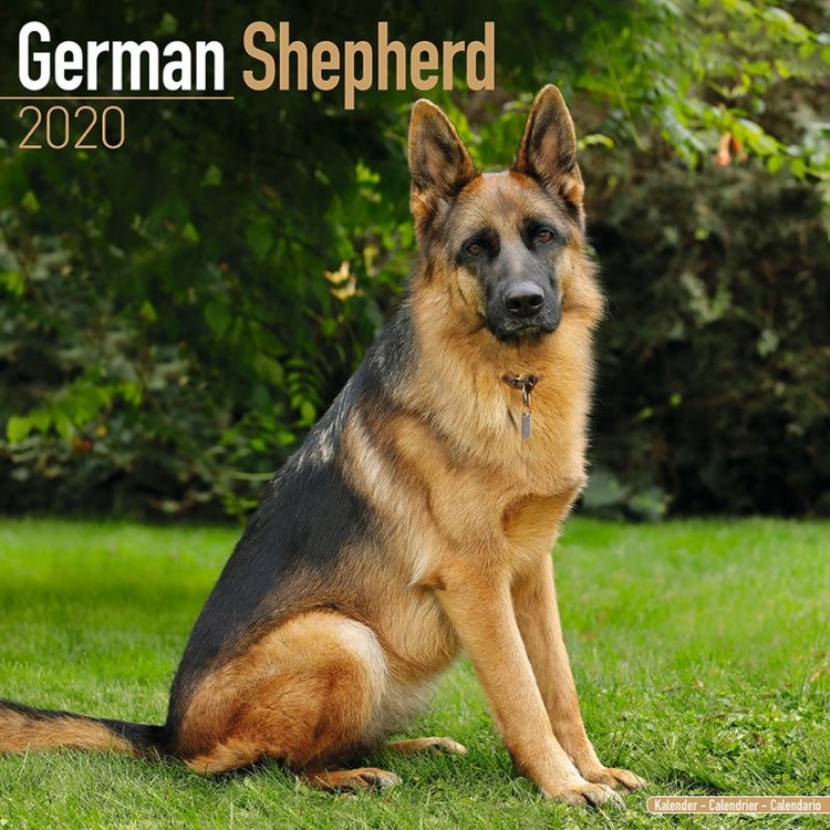 Naptár 2027 German Shepherd