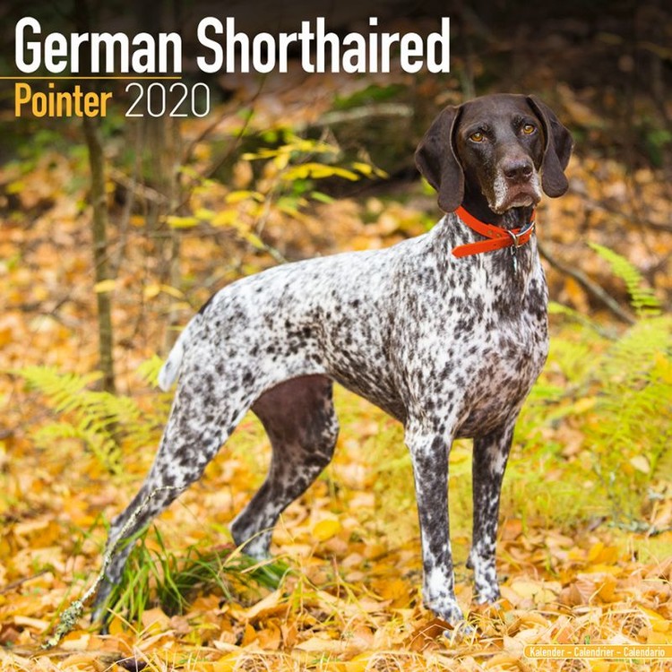 Naptár 2027 German ShortHair Pointer