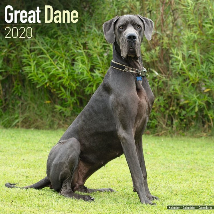 Kalender 2027 Great Dane