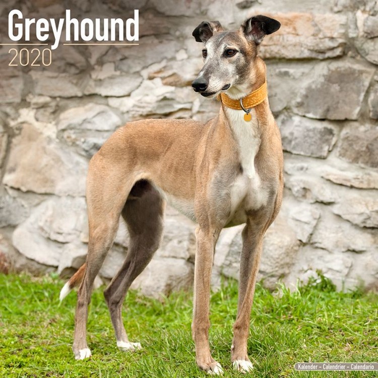 Naptár 2027 Greyhound