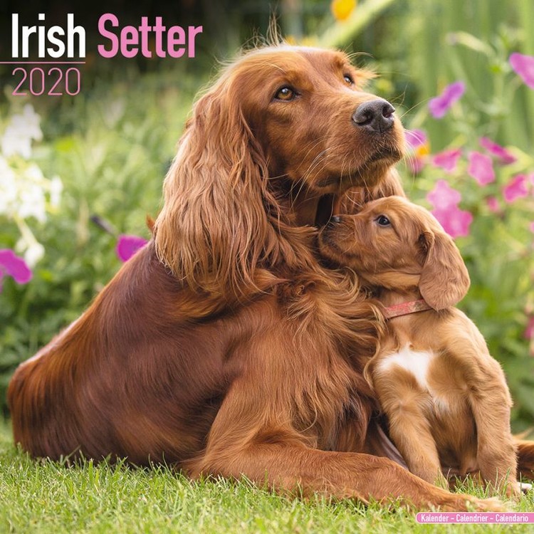 Naptár 2027 Irish Setter
