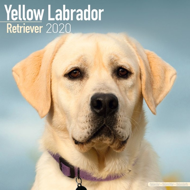 Naptár 2027 Labrador – Yellow