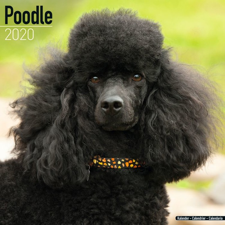 Kalender 2027 Poodle