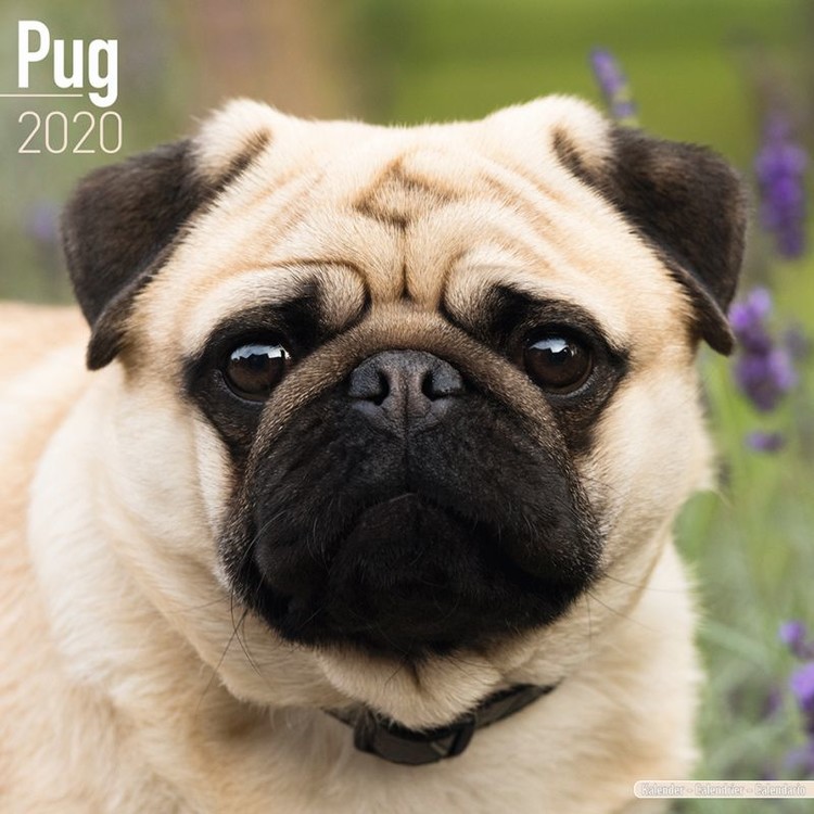 Kalender 2027 Pug