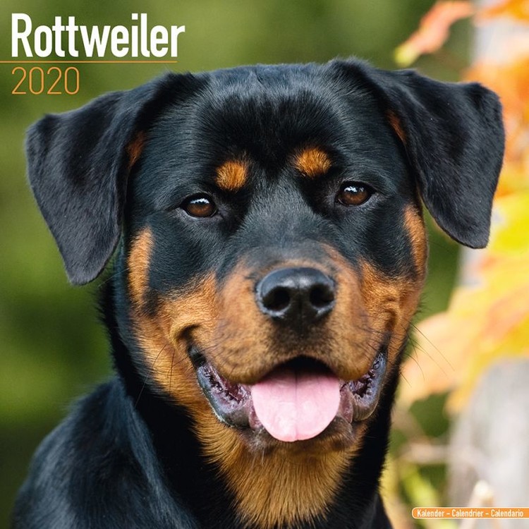 Naptár 2027 Rottweiler