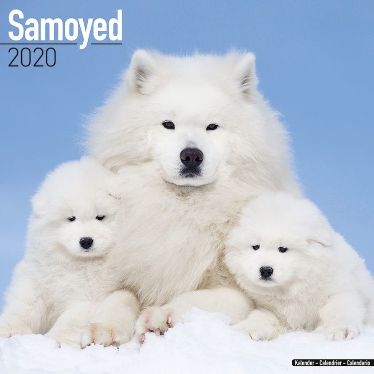 Naptár 2027 Samoyed