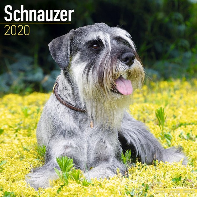 Kalender 2027 Schnauzer