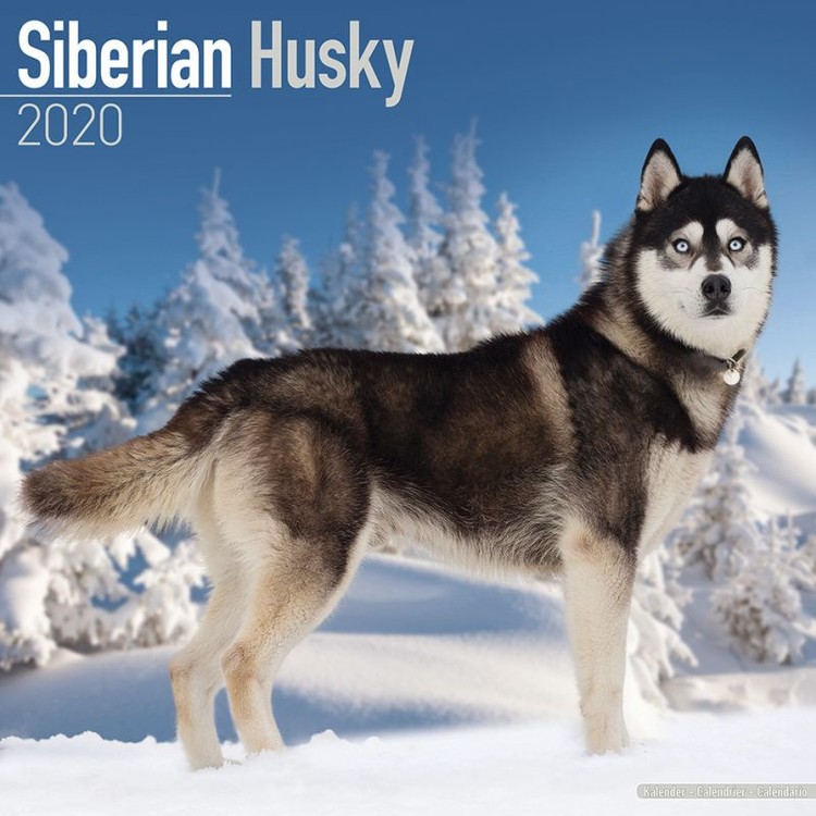 Kalender 2027 Siberian Husky