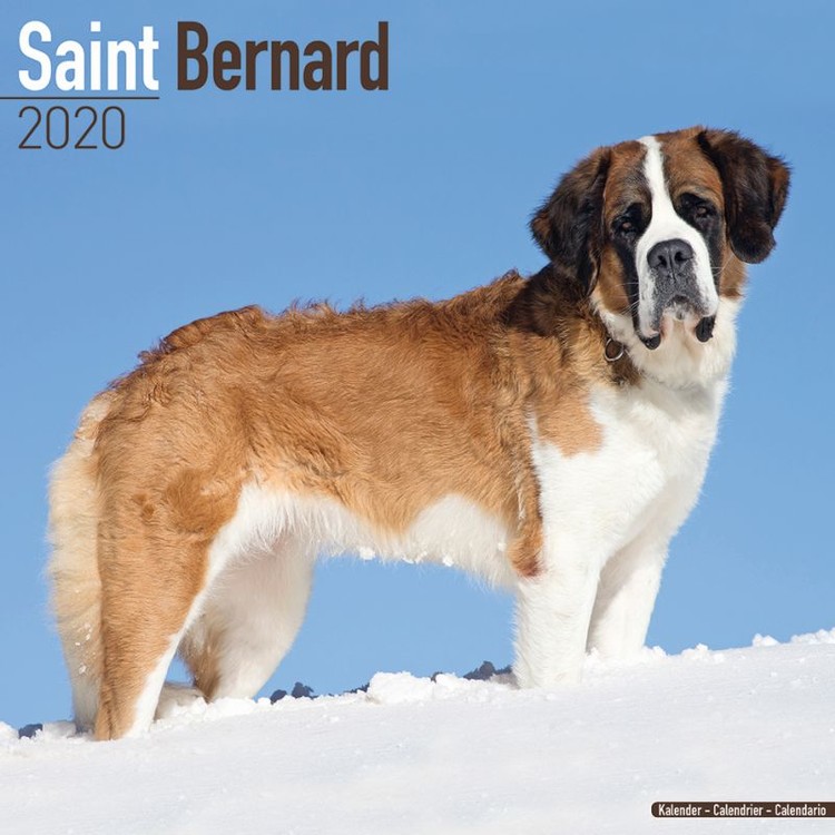 Naptár 2027 St Bernard