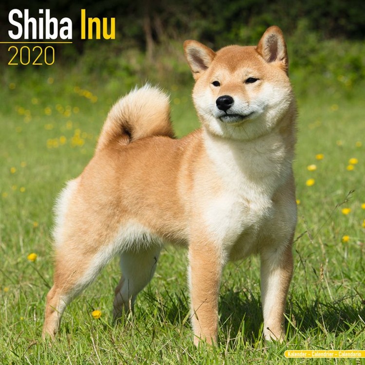 Calendario 2027 Shiba Inu