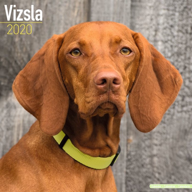 Naptár 2027 Vizsla