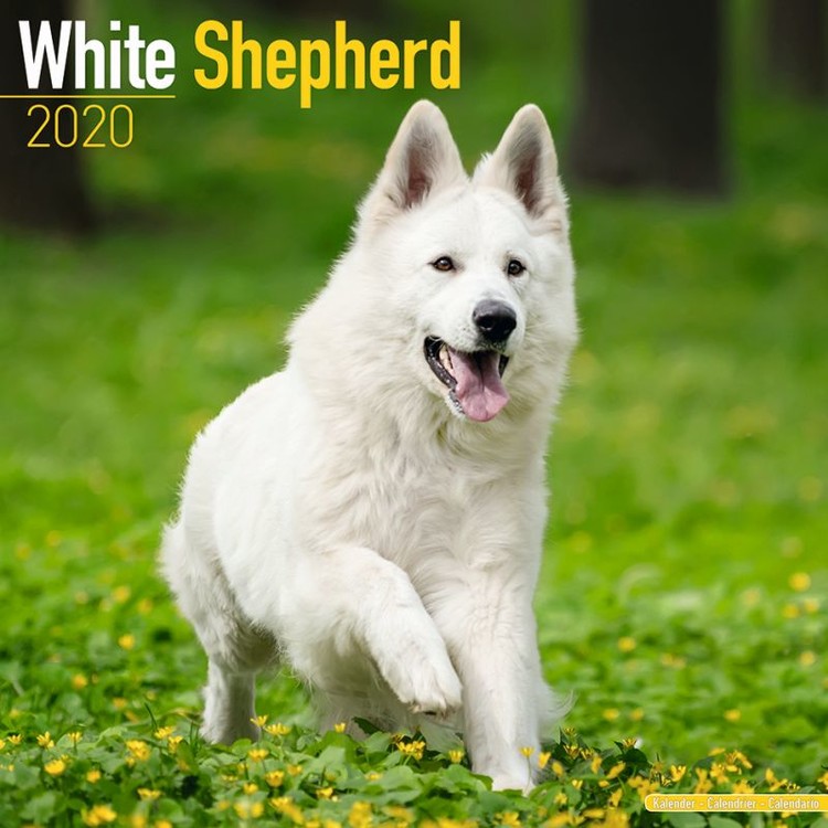 Naptár 2027 White Shepherd