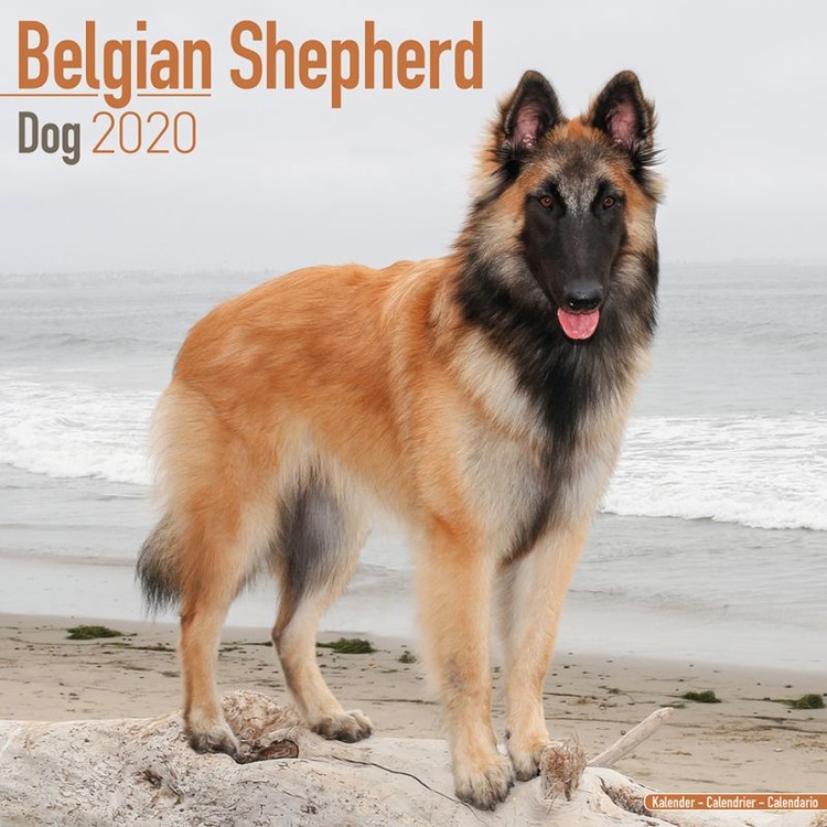 Kalender 2027 Belgian Shepherd Dog