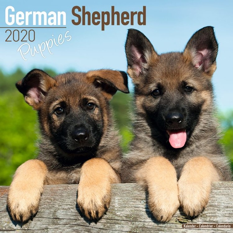 Calendario 2027 German Shepherd Puppies