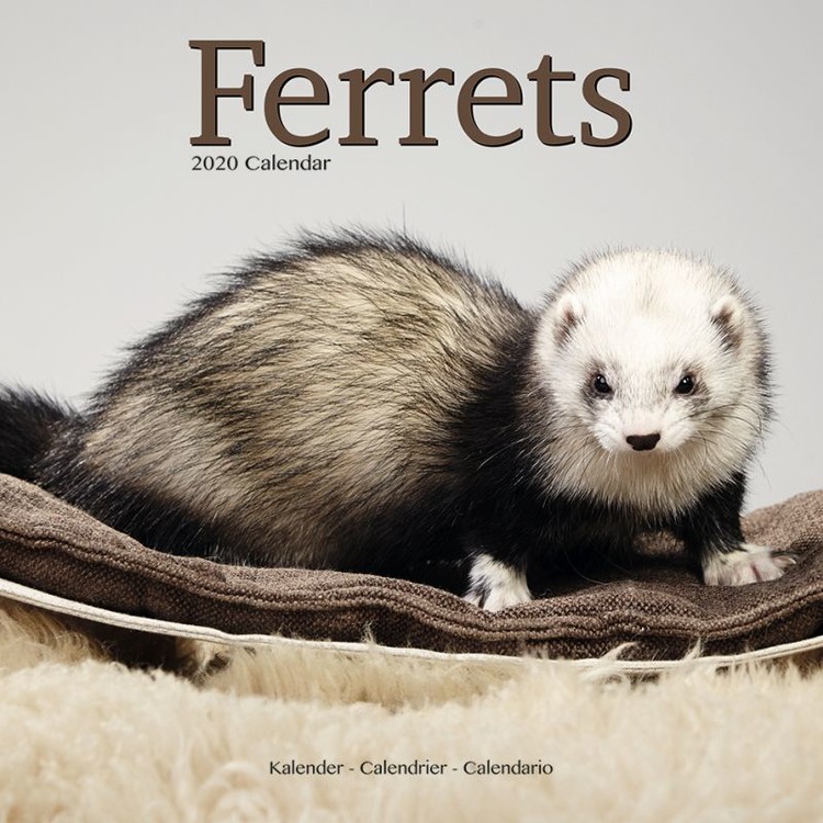 Calendar 2027 Ferrets