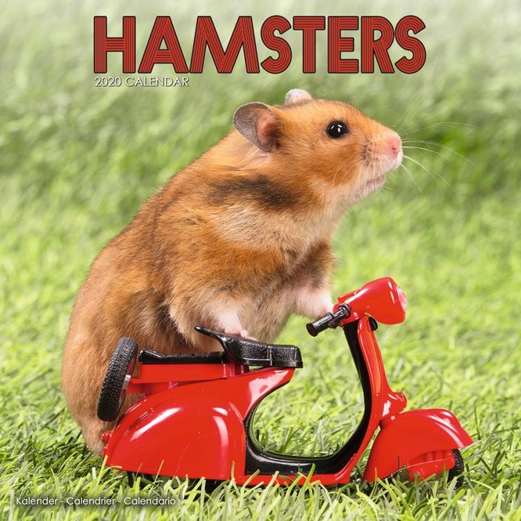 Naptár 2027 Hamsters