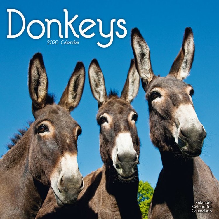 Naptár 2027 Donkeys