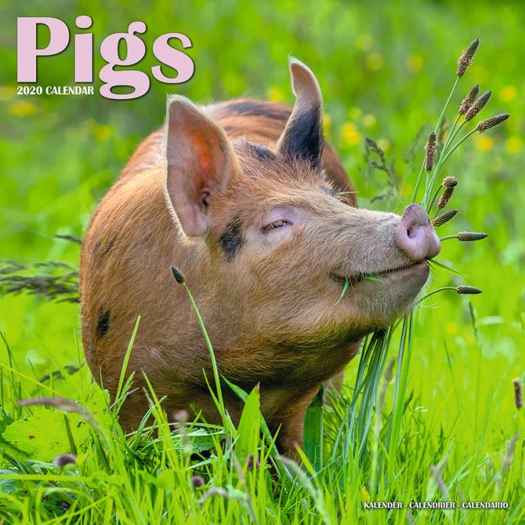Calendario 2027 Pigs