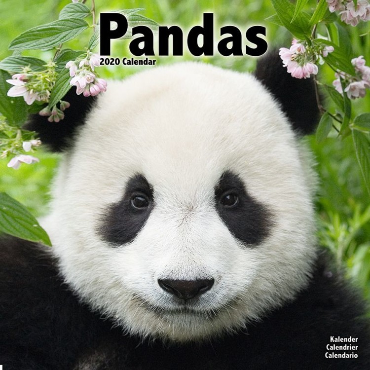 Naptár 2027 Pandas