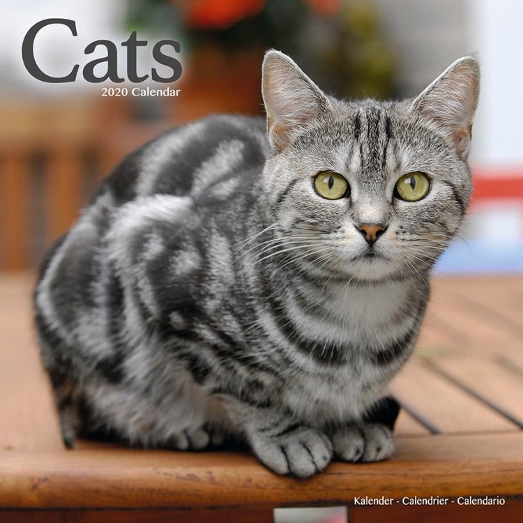 Naptár 2027 Cats