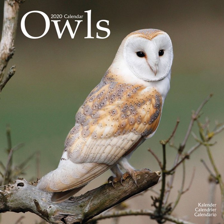 Naptár 2027 Owls