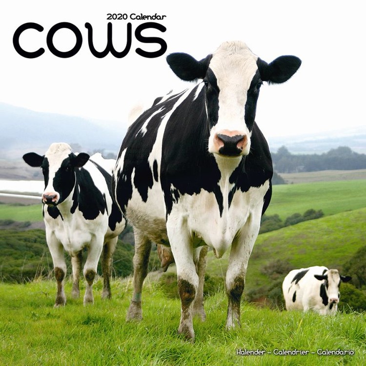 Calendrier 2027 Cows