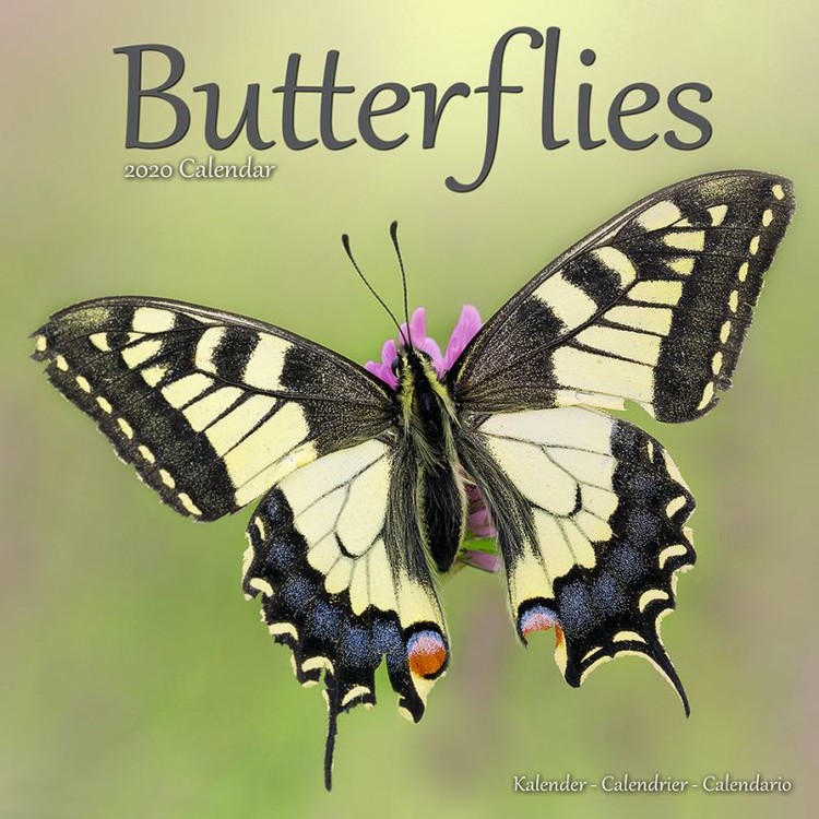 Naptár 2027 Butterflies