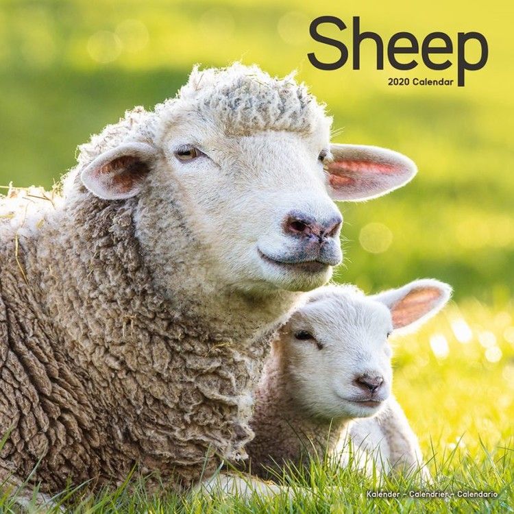 Naptár 2027 Sheep