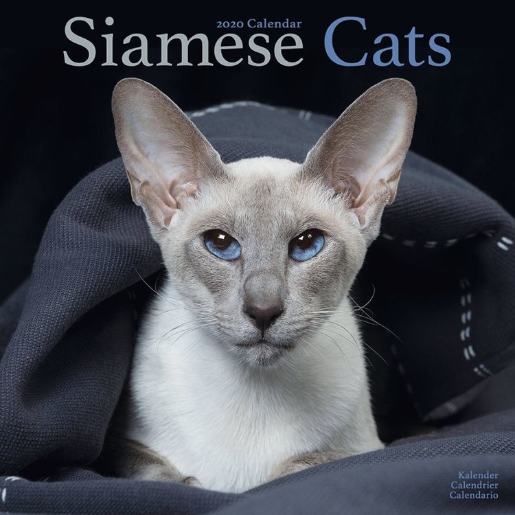 Naptár 2027 Siamese