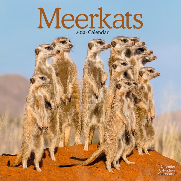Naptár 2027 Meerkats