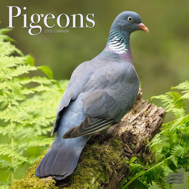 Naptár 2027 Pigeons