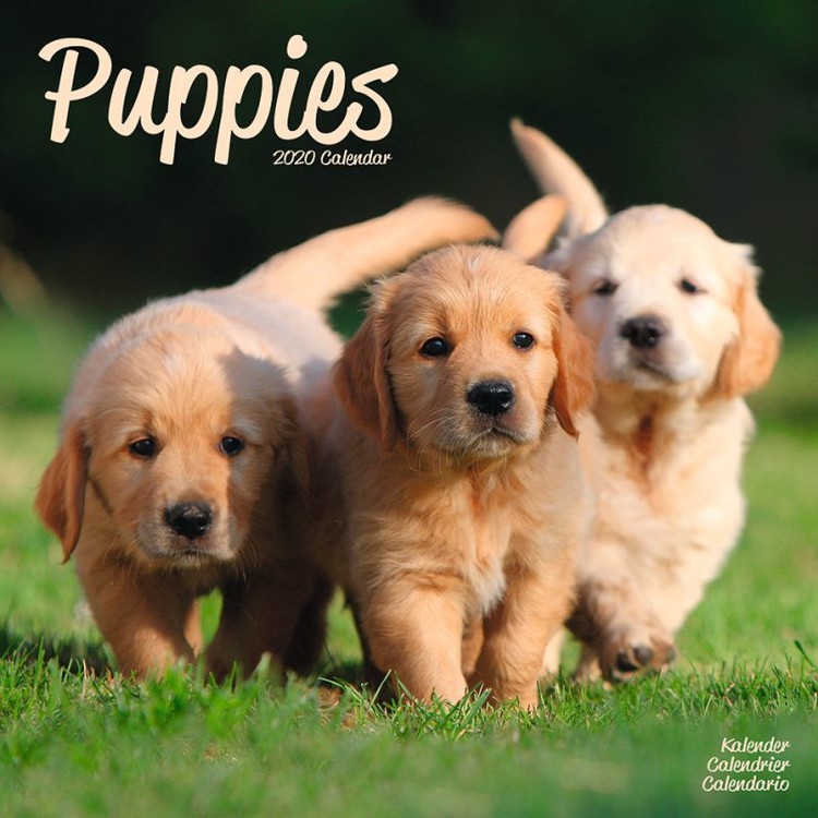 Naptár 2027 Puppies