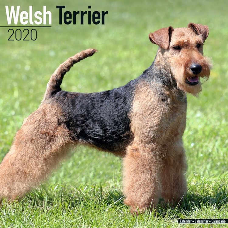 Kalender 2027 Welsh Terrier
