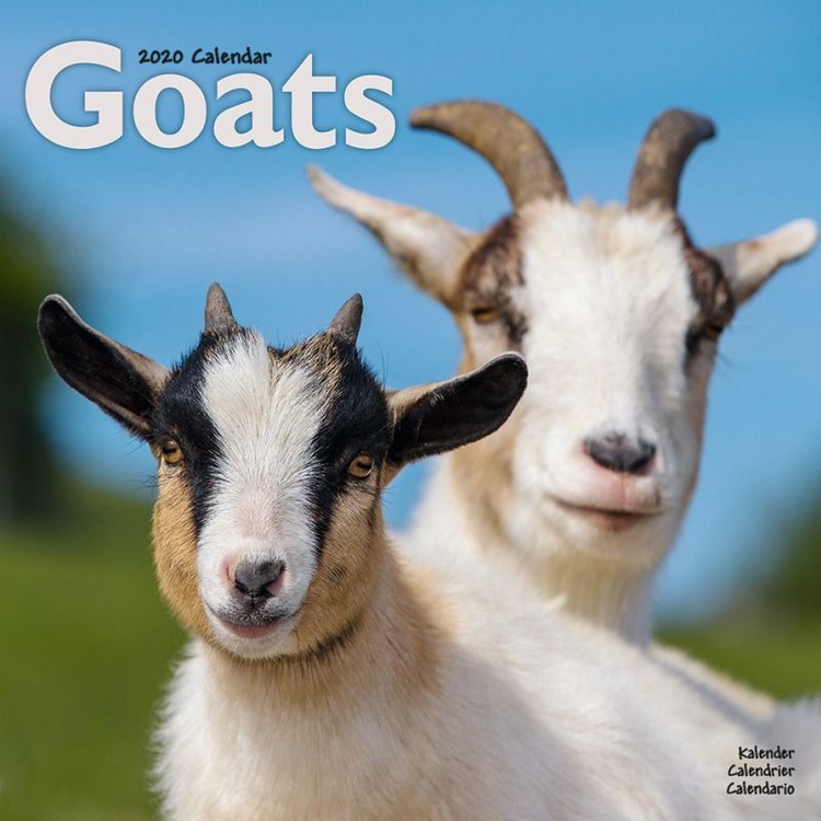 Naptár 2027 Goats