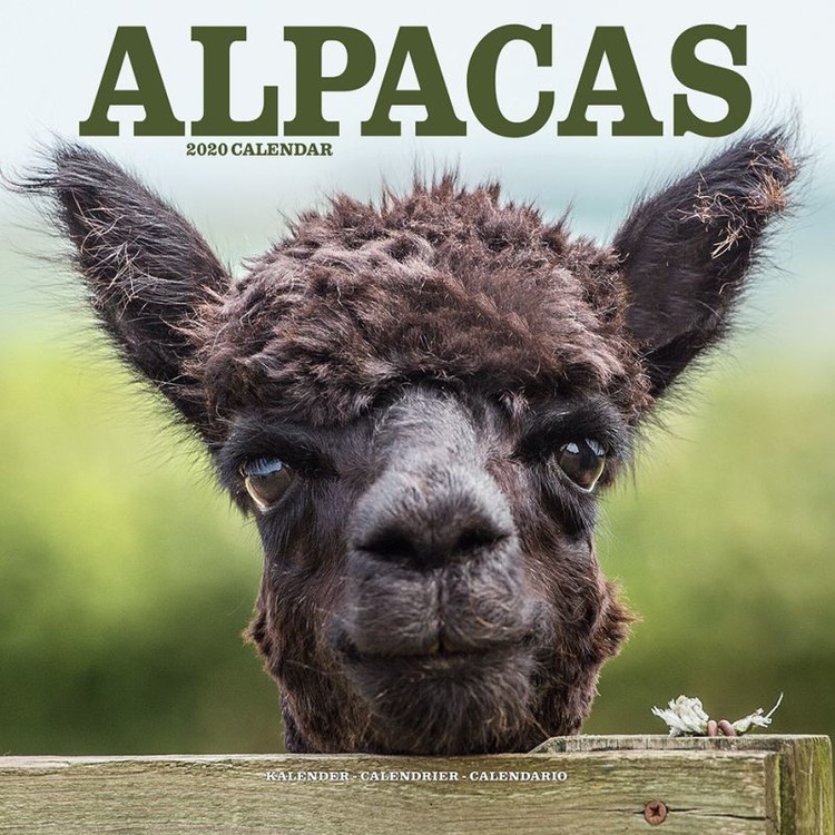 Naptár 2027 Alpacas