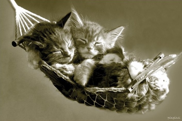Poster Keith Kimberlin - kittens in a hammock
