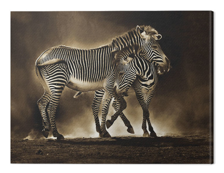 Obraz na plátně Marina Cano - Zebra Grevys